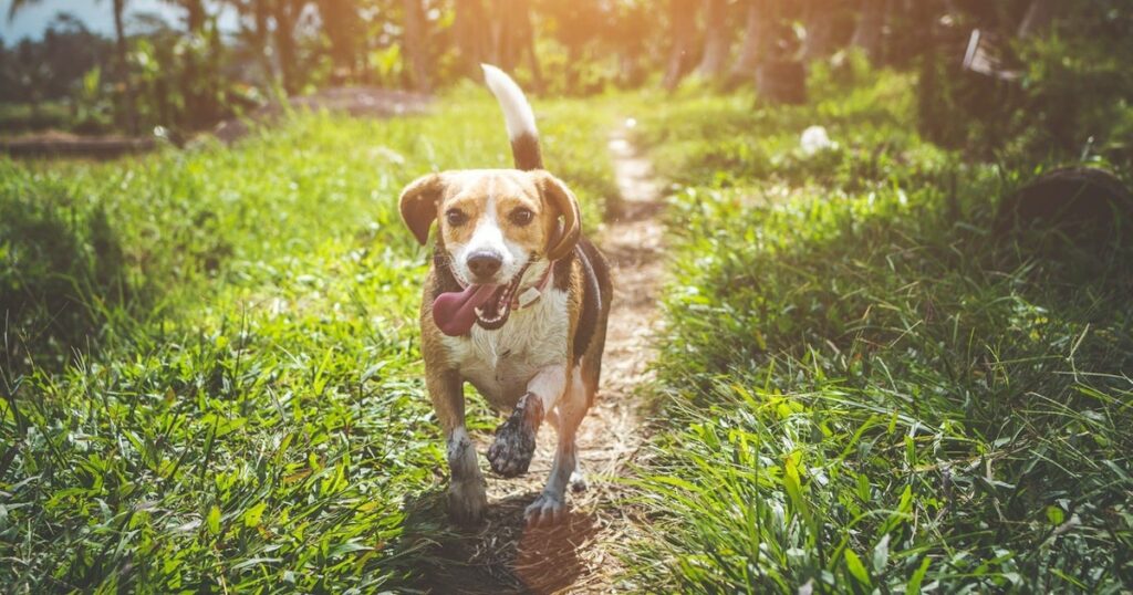 Beagle che corre