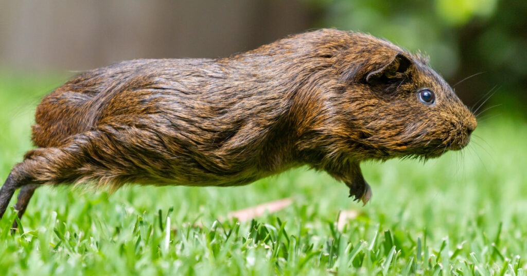 Cavia peruviana