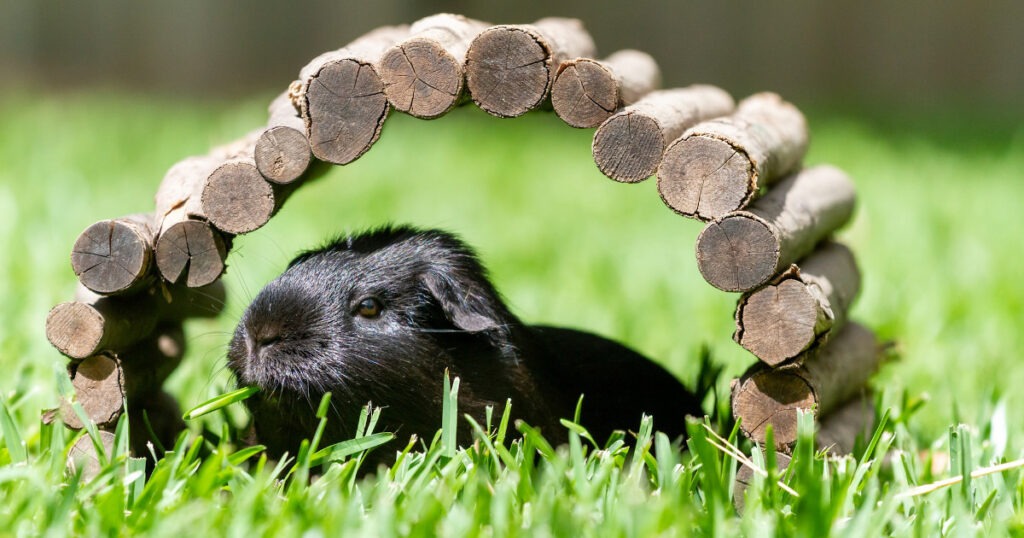 Cavia al sole