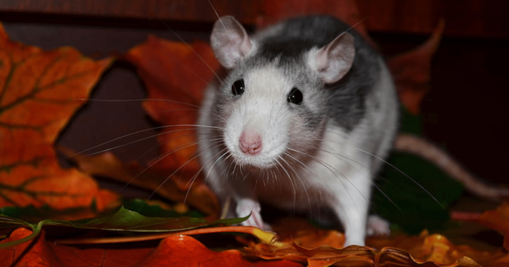 Topo in autunno