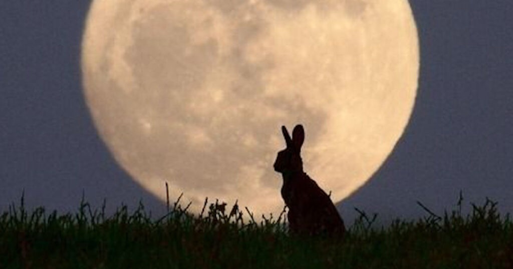 Il coniglio e la luna