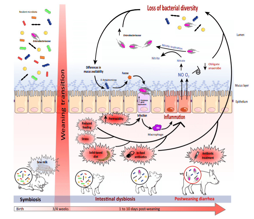 Impatto dello svezzamento sul microbiota intestinale