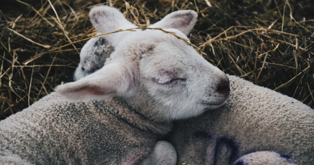 sonno animali