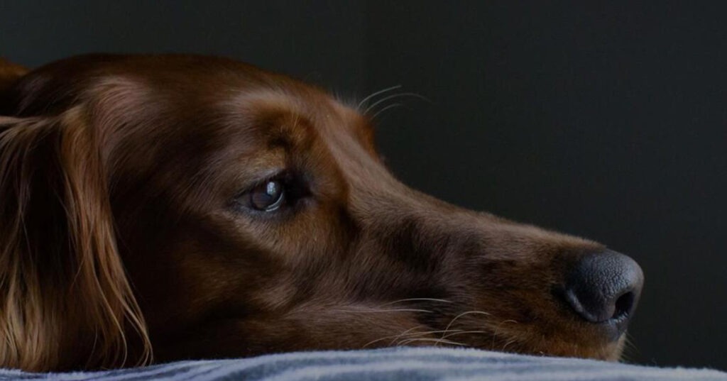 Il ruolo del veterinario nella prevenzione della violenza