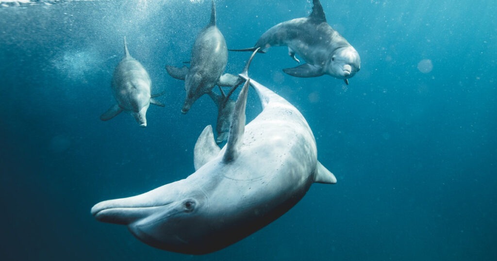 Acqua e animali