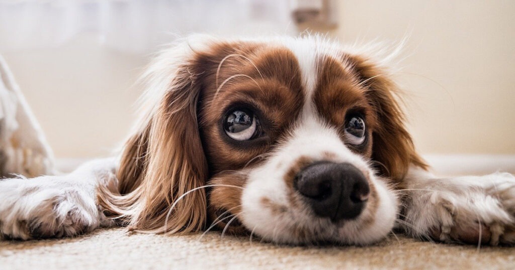 Confortare un cane
