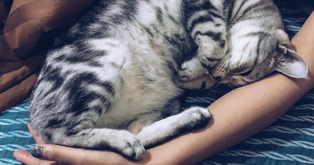 Gatti e persone