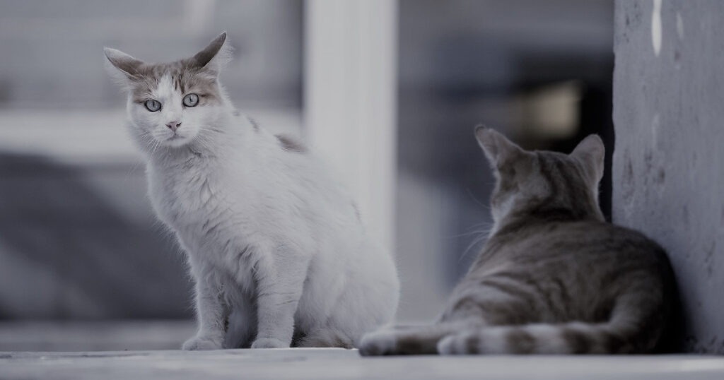 Socialità del gatto