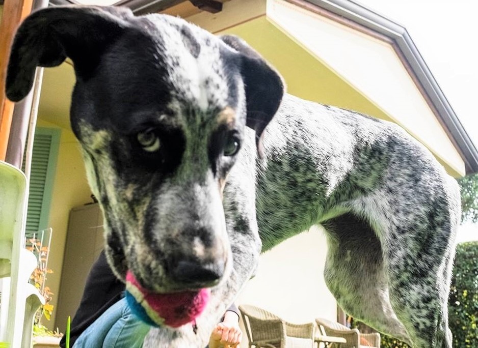 Palla gioco per il cane