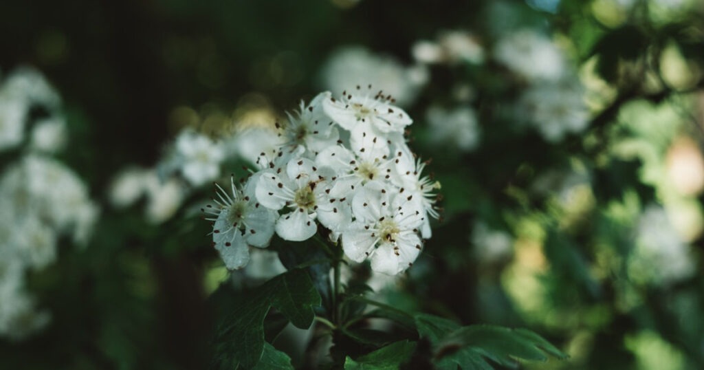 Biancospino