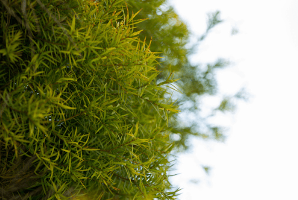 Tea tree oil