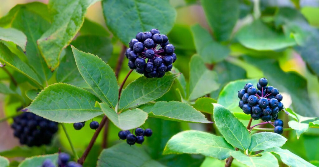 Ginseng siberiano