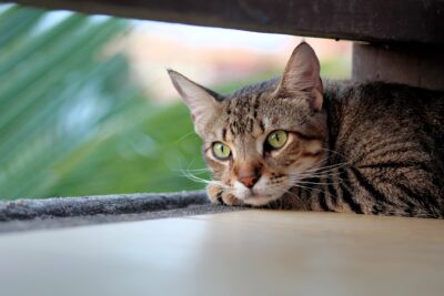 Gatti e arricchimento ambientale