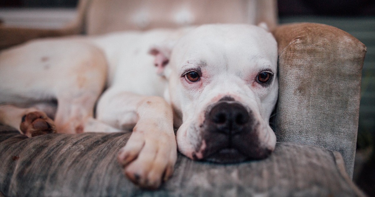 separazione nel cane