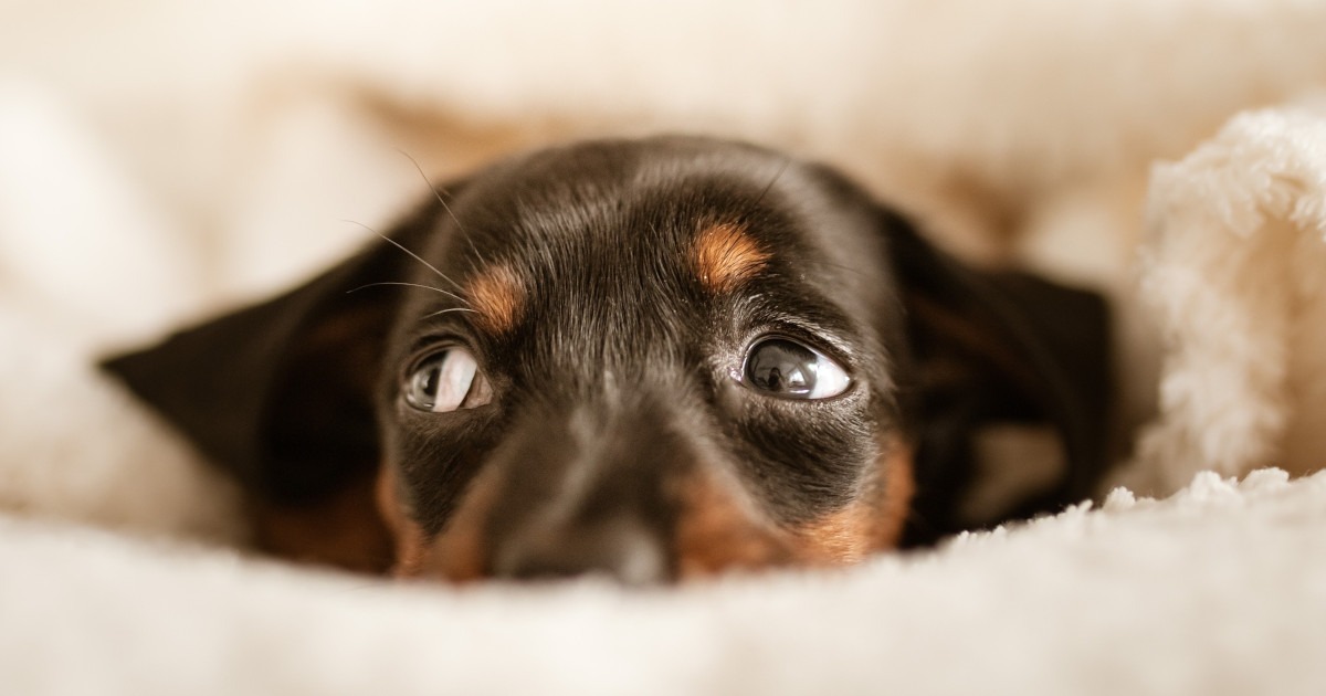 Ansia nel cane