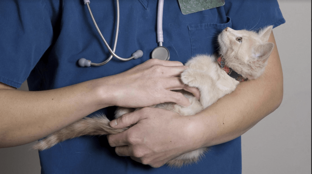 Tecnico veterinario