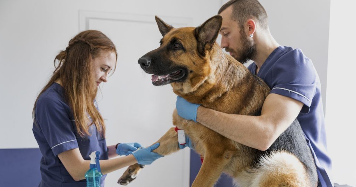 tecnico veterinario