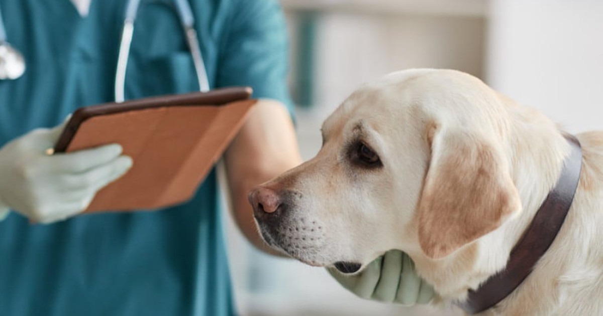 tecnico veterinario