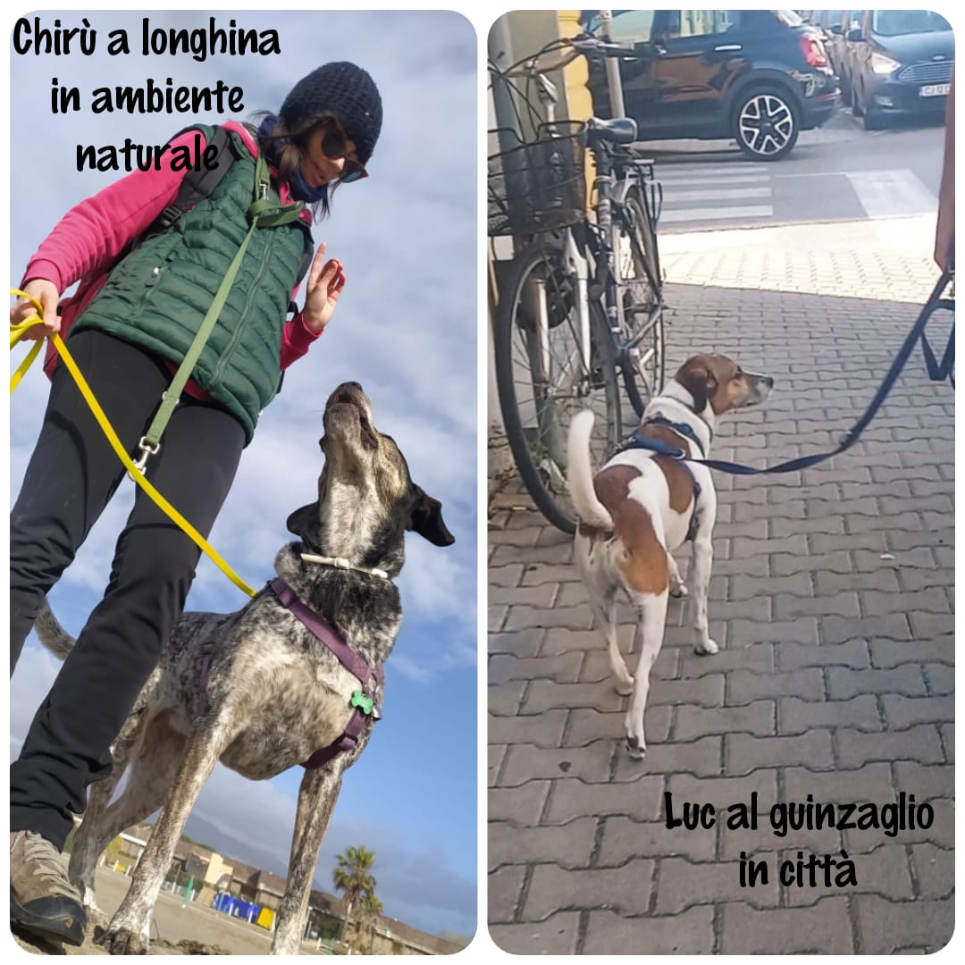 Il cane che tira al guinzaglio, qualche consiglio e qualche riflessione