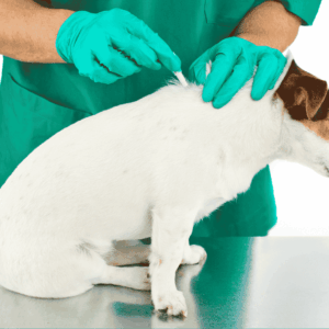 Cute, allergie e antiparassitari